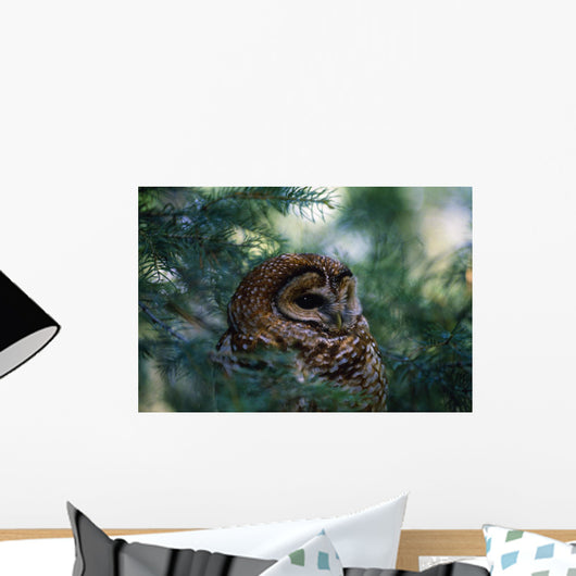 Mexican Spotted Owl In Tree Wall Mural