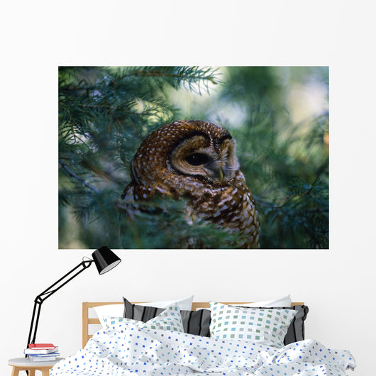 Mexican Spotted Owl In Tree Wall Mural