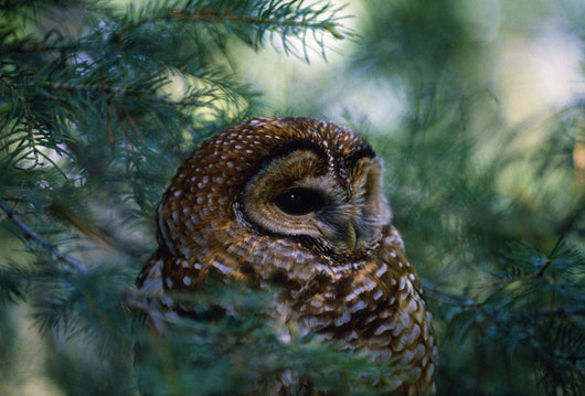Mexican Spotted Owl In Tree Wall Mural