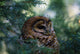 Mexican Spotted Owl In Tree Wall Mural