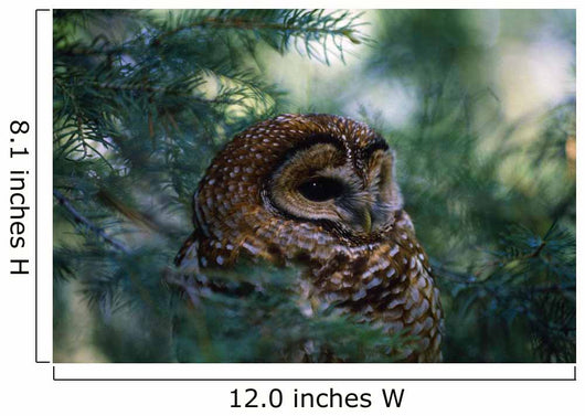 Mexican Spotted Owl In Tree Wall Mural
