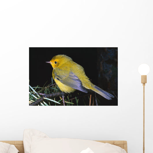 Yellow Warbler Wall Mural