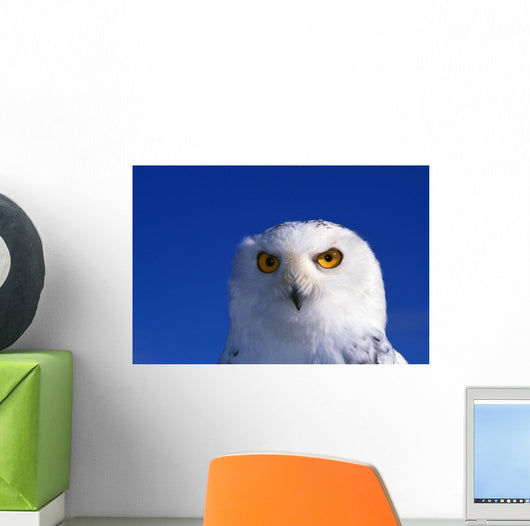 Snowy Owl, Looking At Camera, Stern Expression Wall Mural