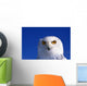 Snowy Owl, Looking At Camera, Stern Expression Wall Mural
