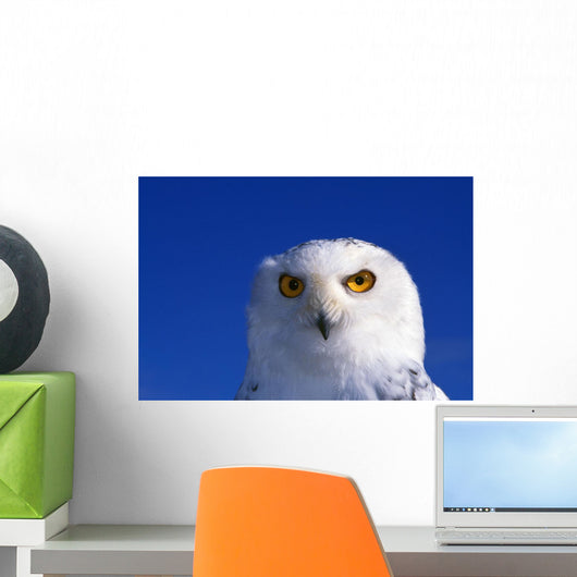 Snowy Owl, Looking At Camera, Stern Expression Wall Mural