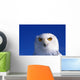 Snowy Owl, Looking At Camera, Stern Expression Wall Mural