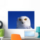 Snowy Owl, Looking At Camera, Stern Expression Wall Mural