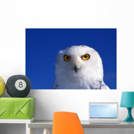 Snowy Owl, Looking At Camera, Stern Expression Wall Mural