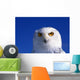 Snowy Owl, Looking At Camera, Stern Expression Wall Mural