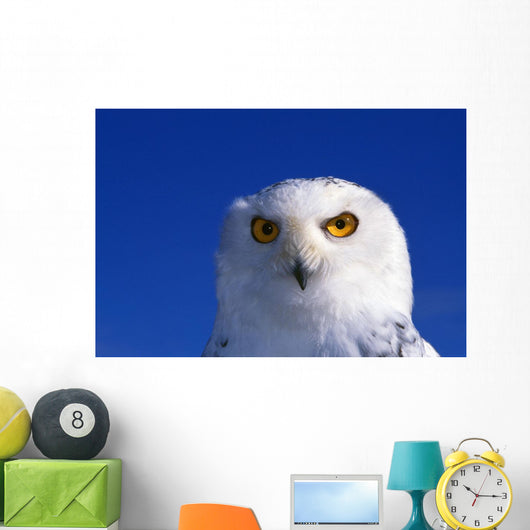 Snowy Owl, Looking At Camera, Stern Expression Wall Mural