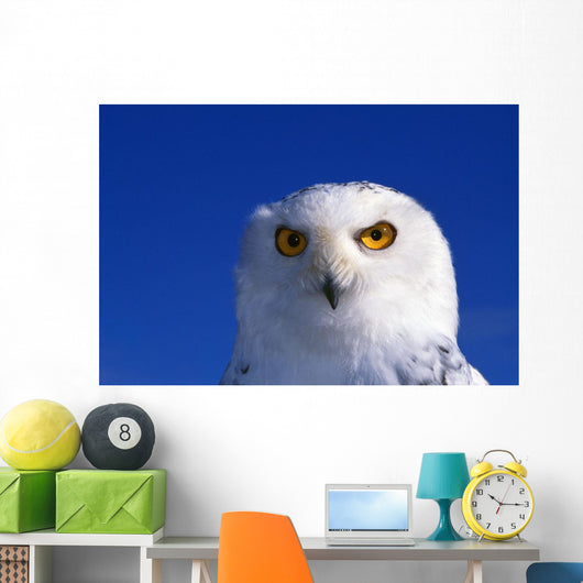 Snowy Owl, Looking At Camera, Stern Expression Wall Mural
