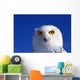 Snowy Owl, Looking At Camera, Stern Expression Wall Mural