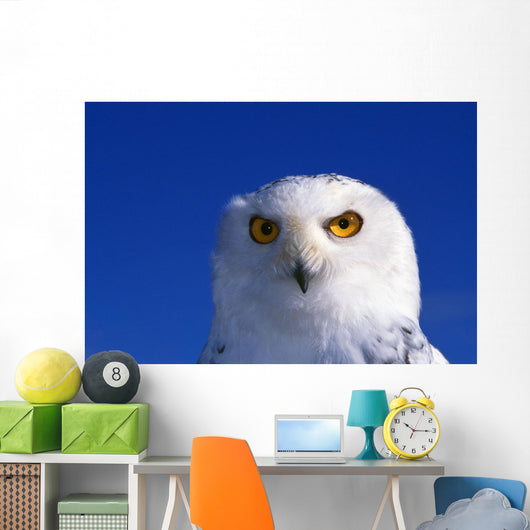 Snowy Owl, Looking At Camera, Stern Expression Wall Mural