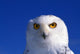Snowy Owl, Looking At Camera, Stern Expression Wall Mural