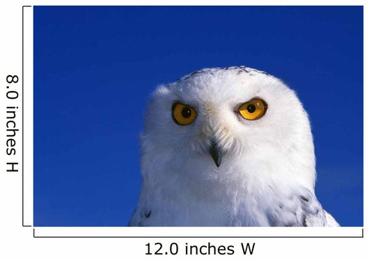 Snowy Owl, Looking At Camera, Stern Expression Wall Mural