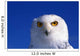 Snowy Owl, Looking At Camera, Stern Expression Wall Mural