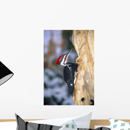 Pileated Woodpecker Wall Mural