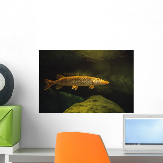 Underwater View Of Northern Pike Wall Mural
