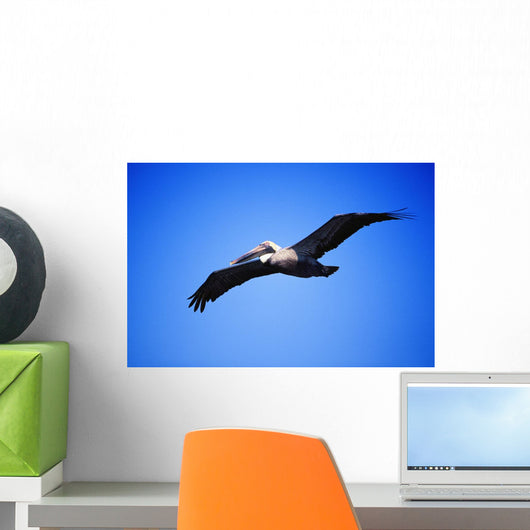 Pelican In Flight Wall Mural