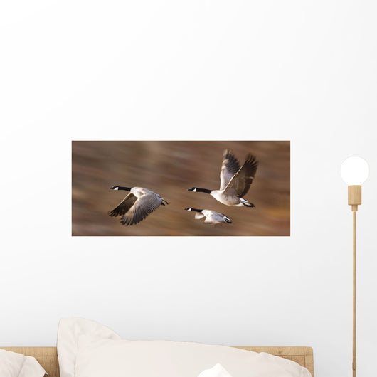 Canada Geese In Flight Wall Mural