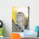 Barred Owl Roosting In Tree Wall Mural