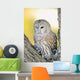 Barred Owl Roosting In Tree Wall Mural