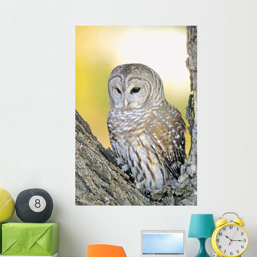 Barred Owl Roosting In Tree Wall Mural