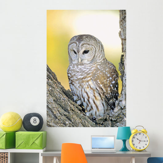 Barred Owl Roosting In Tree Wall Mural