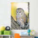 Barred Owl Roosting In Tree Wall Mural