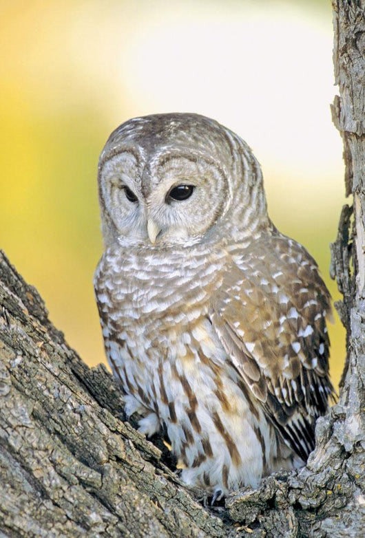 Barred Owl Roosting In Tree Wall Mural