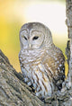 Barred Owl Roosting In Tree Wall Mural