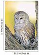 Barred Owl Roosting In Tree Wall Mural