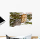 Two Screech Owls Wall Mural