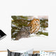 Two Screech Owls Wall Mural