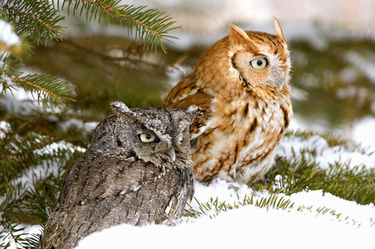 Two Screech Owls Wall Mural