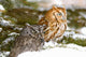 Two Screech Owls Wall Mural
