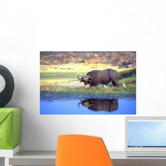 African Cape Buffalo, Photographed At Lake Kariba Zimbabwe Wall Mural