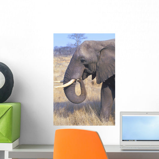 Bull Elephant Wall Mural