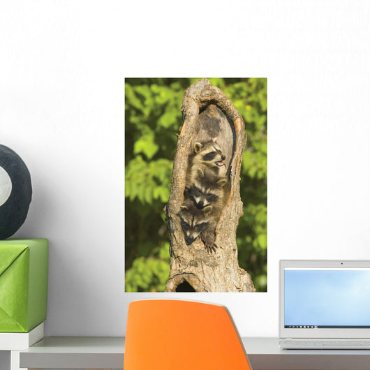 Raccoons In A Tree Wall Mural