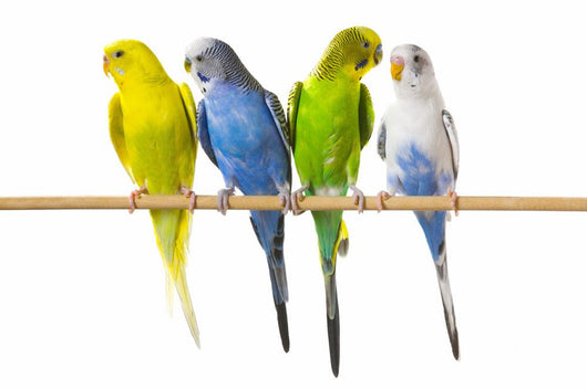 Budgerigar Perch Wall Decal