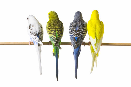 Budgie Bird Posteriors Wall Decal
