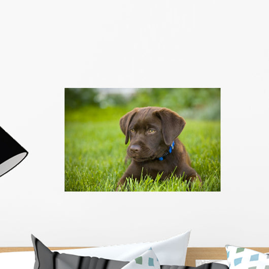 Labrador Retriever Wall Mural