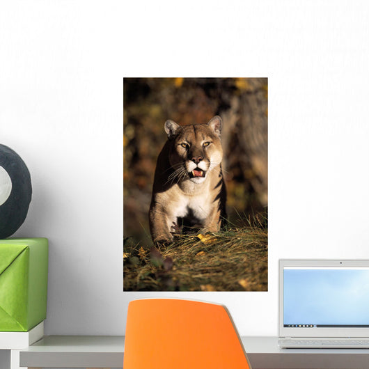 Stalking Mountain Lion Wall Mural