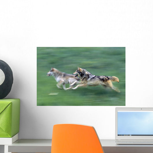 Two Wolves In Mountain Meadow Wall Mural