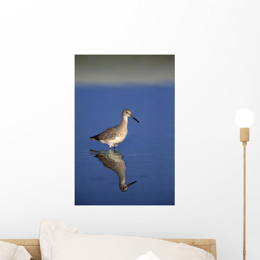 Willet Shorebird Wall Mural