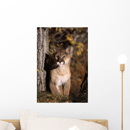Mountain Lion Wall Mural