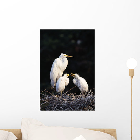 Great Egret In Nest With Young Wall Mural