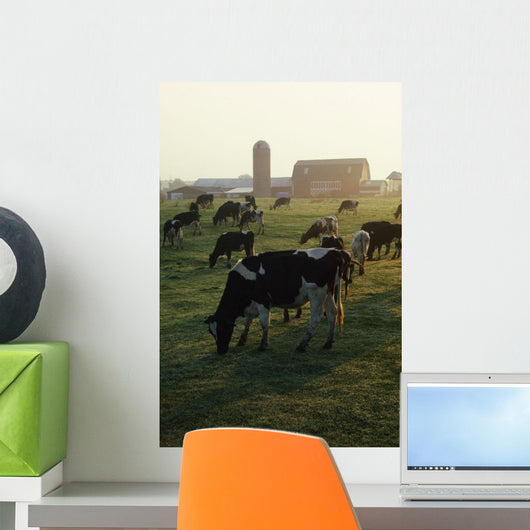 Dairy Cattle Grazing Wall Mural