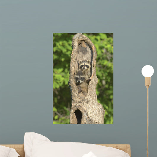 Baby Racoon's In Hollow Tree Wall Mural