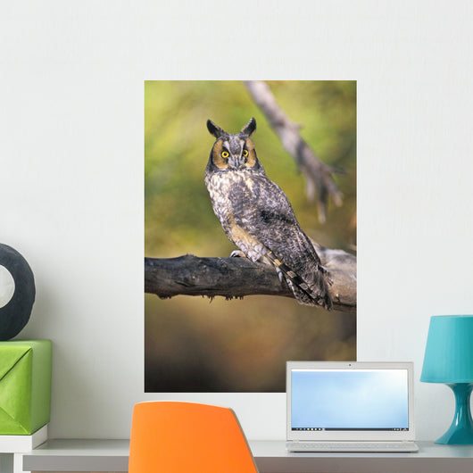 Long Eared Owl On Branch Wall Mural